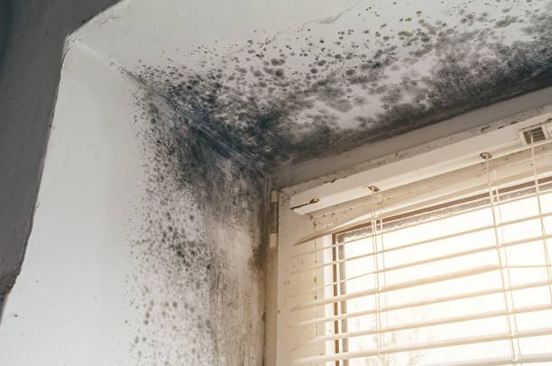 Affordable Mold Cleanup solutions in Worcester, MA